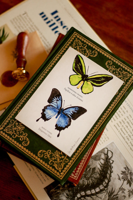 Planche d'étude de papillons A6