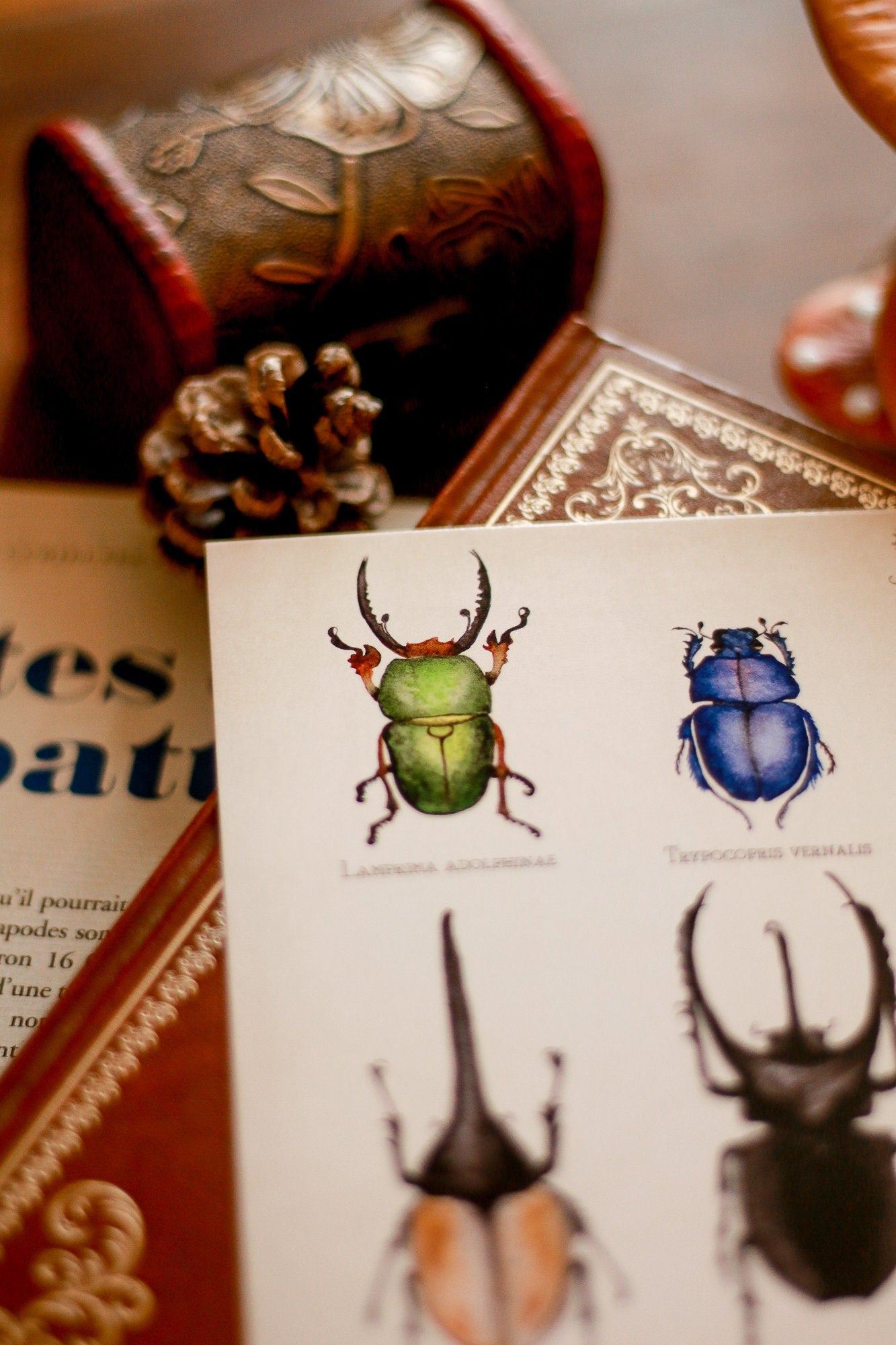 Planche d'étude de scarabées A6
