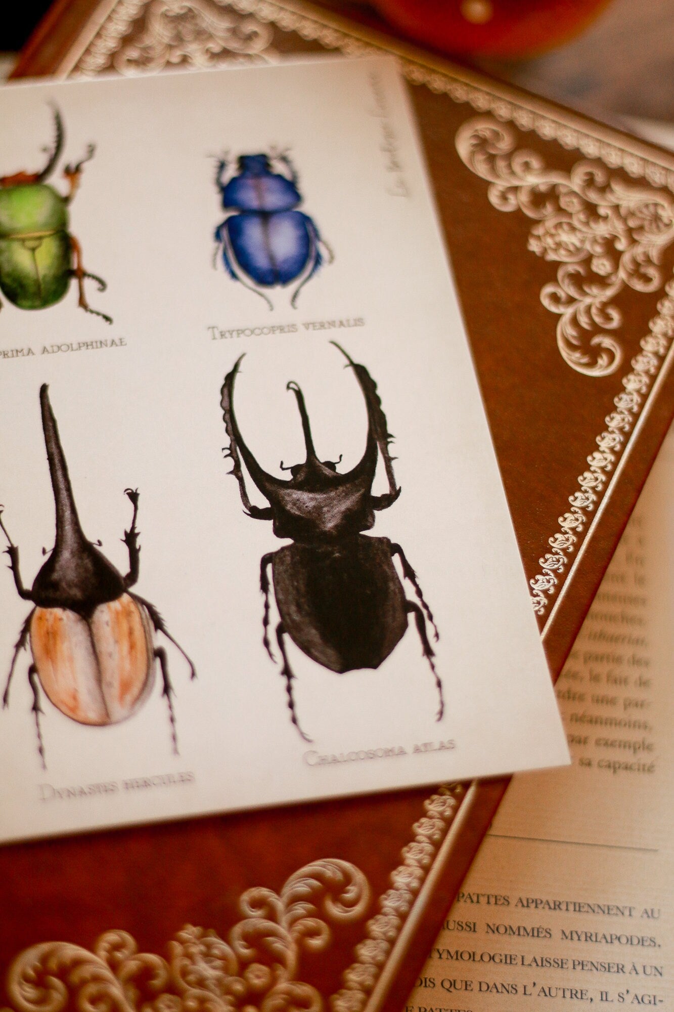 Planche d'étude de scarabées A6