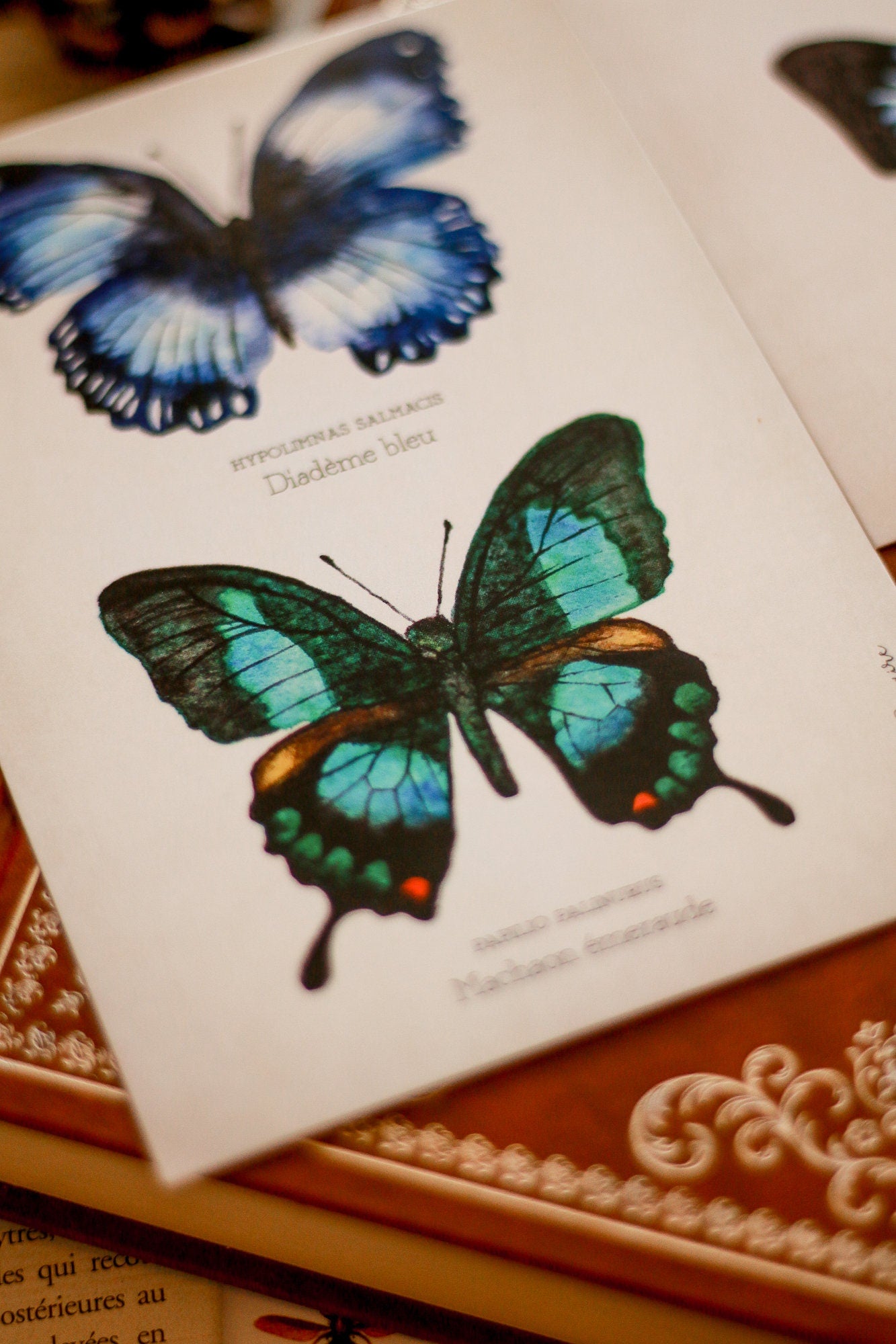Planche d'étude de papillons A6