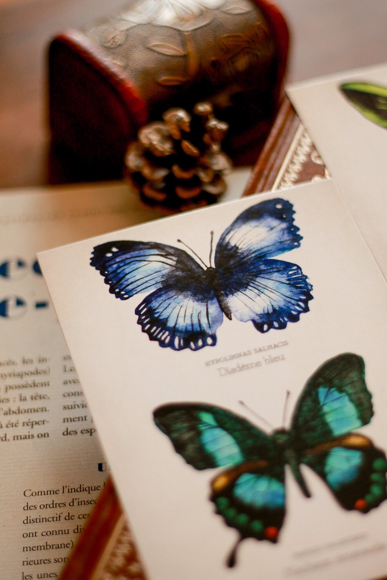 Planche d'étude de papillons A6