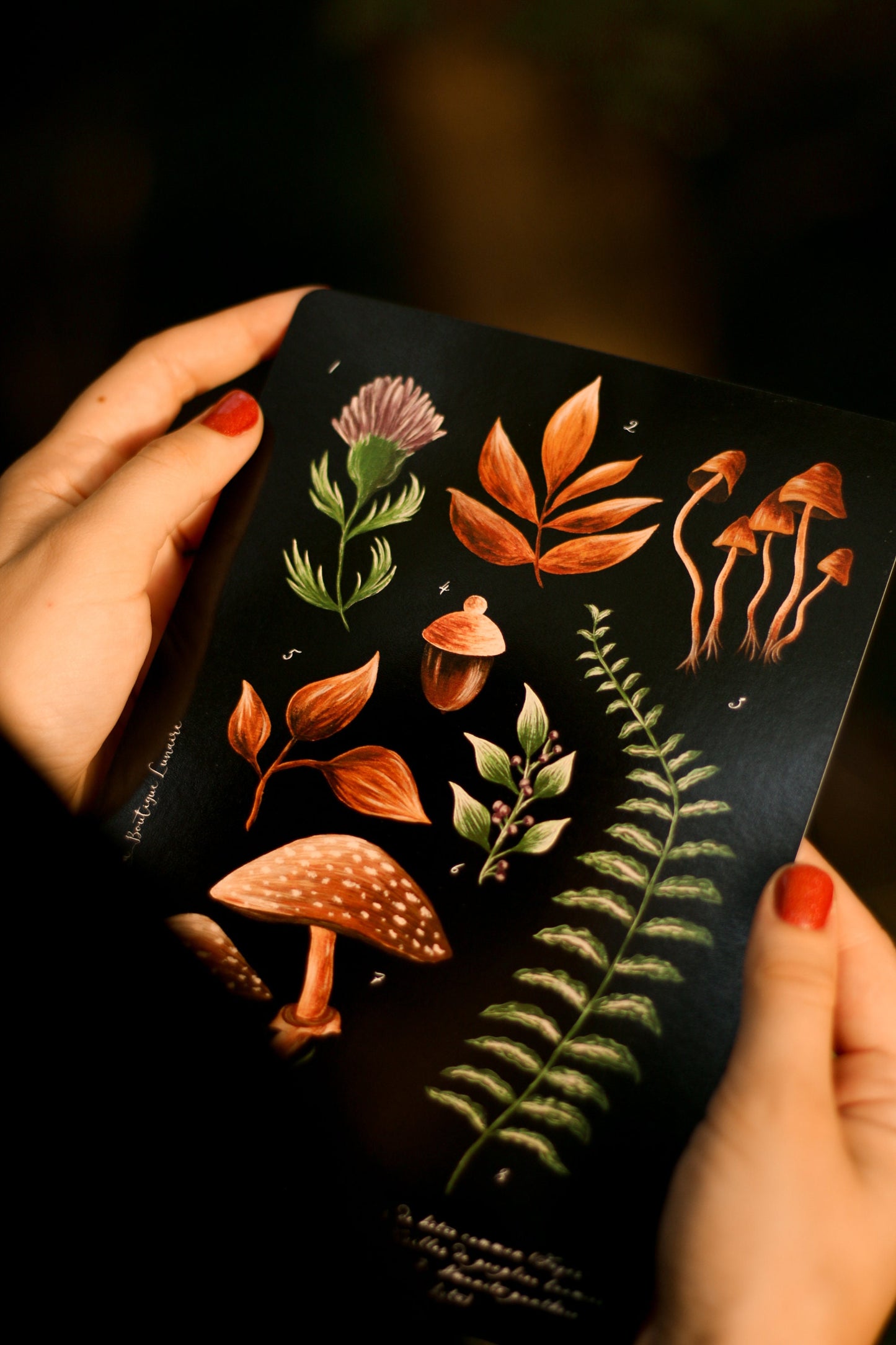 Illustration A5 Forest Picking