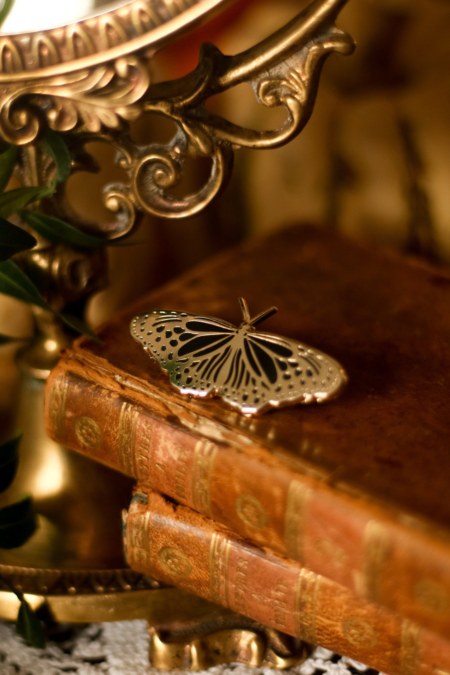 Pin's Night Moth
