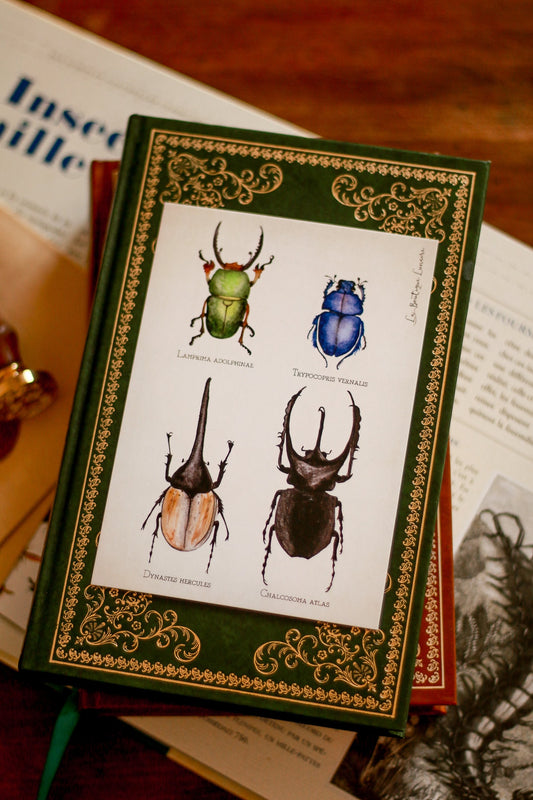 A6 Beetle Study Board