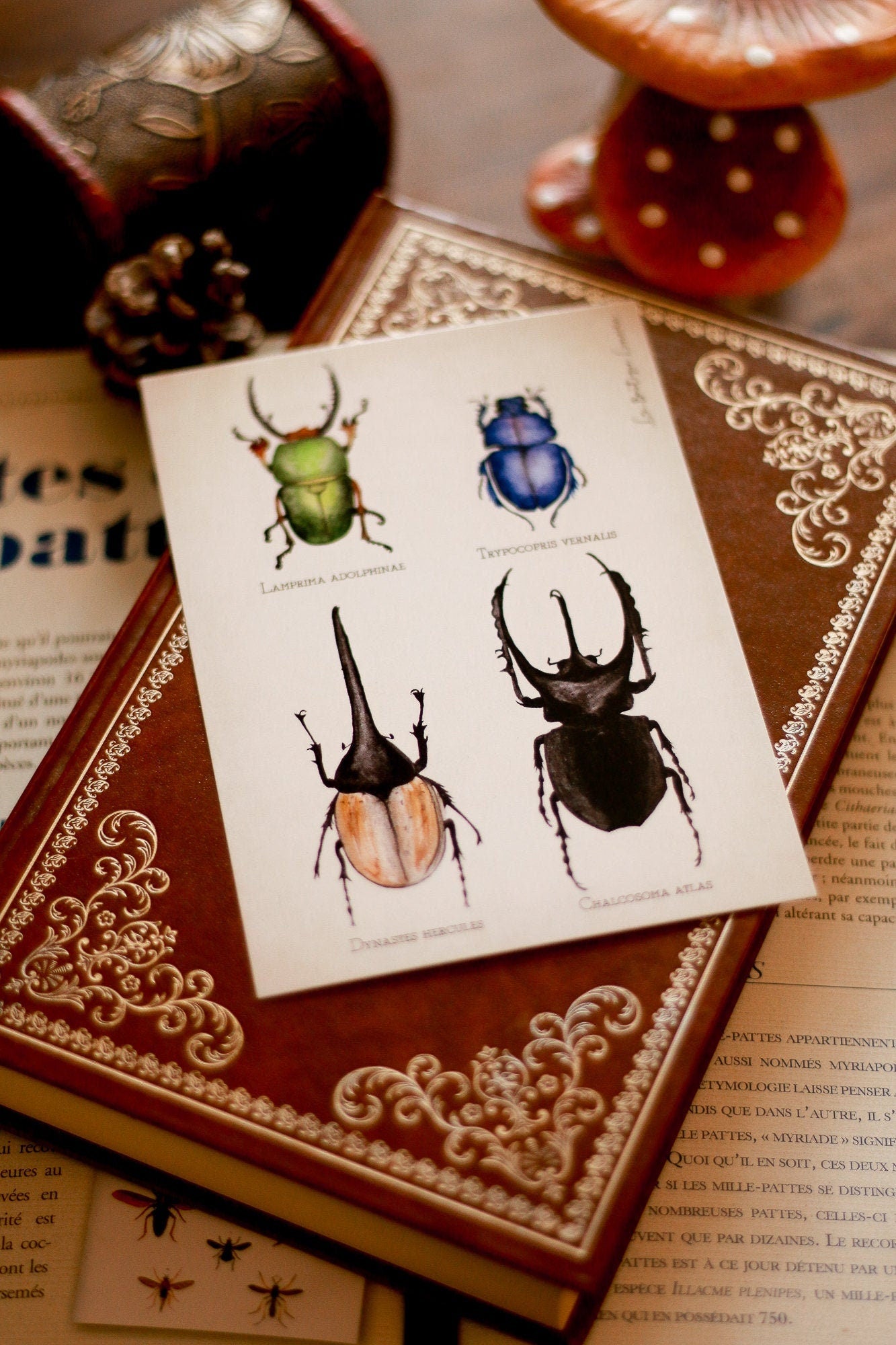 A6 Beetle Study Board
