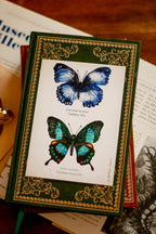 A6 Butterfly Study Board