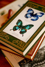 A6 Butterfly Study Board