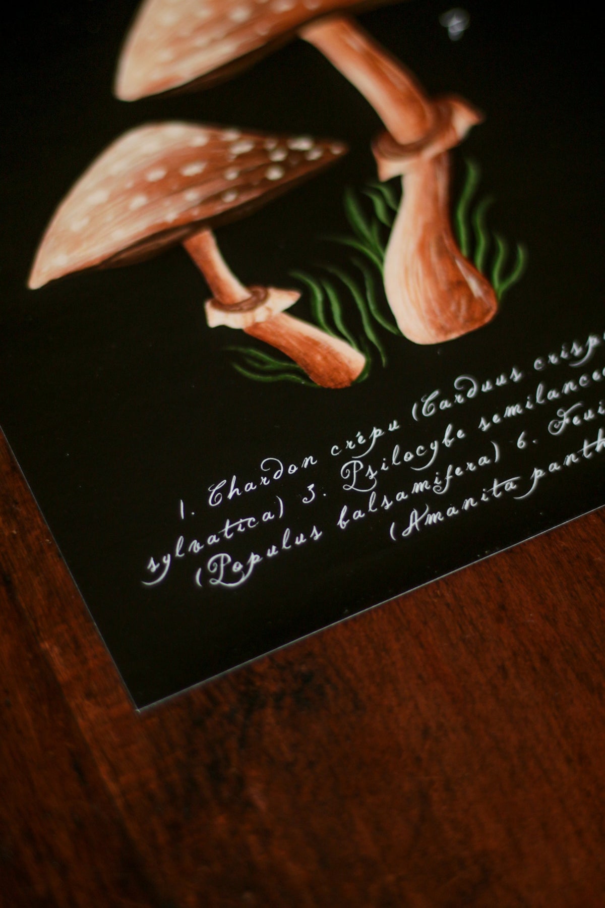 Affiche A4 Forest Picking